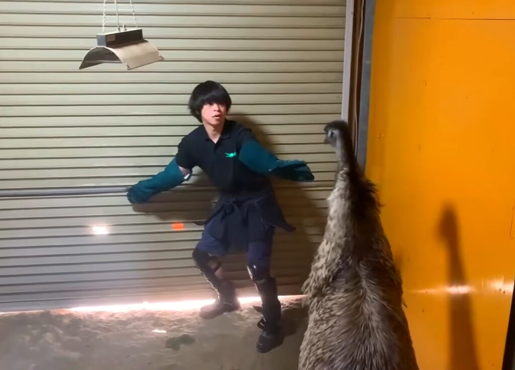 ちゃんねる鰐 エミュー 狂暴化 アニマルタイガ YouTubeより
